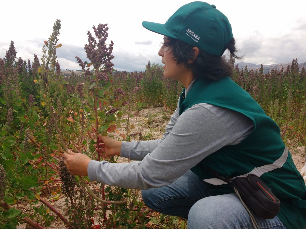 Senasa intensifica vigilancia fitosanitaria en cultivos de quinua