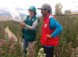 Ayacucho: Senasa intensifica vigilancia en cultivos de quinua