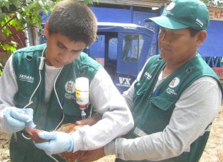 Ucayali: Senasa vacuna más de 2500 aves contra enfermedad de Newcastle