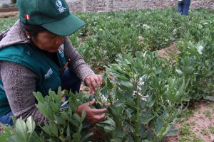 Senasa inspecciona predios de pequeños productores en Ichu - Puno