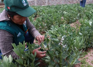 Puno: Senasa inspecciona predios de pequeños productores en Ichu