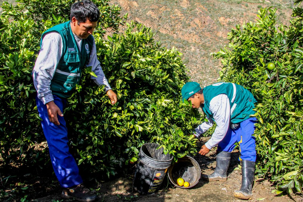Senasa - Control Integrado de Moscas de la Fruta en Áncash