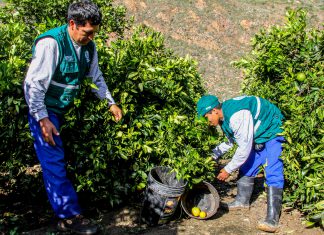 Áncash: Control Integrado de Moscas de la Fruta