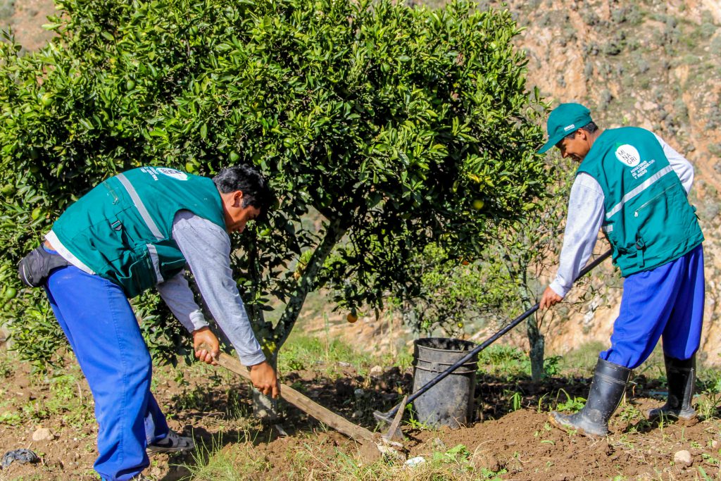 Senasa - Control Integrado de Moscas de la Fruta en Áncash