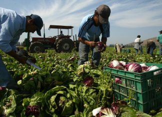 Sector agrícola será responsable de la creación del 21% de nuevos empleos el próximo año