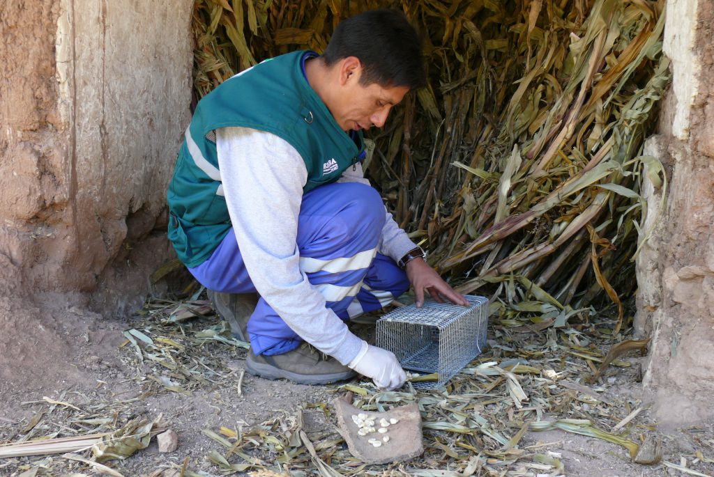 Huancavelica: Senasa reduce incidencia de roedores en cuenca del río ...