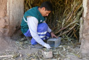 Senasa Huancavelica - Plaga de roedores