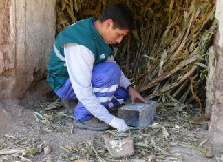Huancavelica: Senasa reduce incidencia de roedores en cuenca del río San Juan