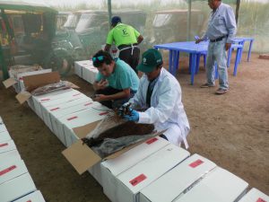 Senasa inspecciona importación de 83 mil estacas de vid en el Valle Chicama