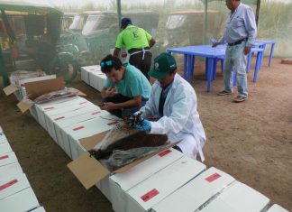 La Libertad: Senasa inspecciona importación de 83 mil estacas de vid en el Valle Chicama