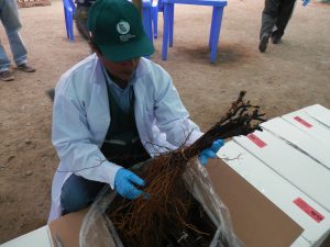 Senasa inspecciona importación de 83 mil estacas de vid en el Valle Chicama
