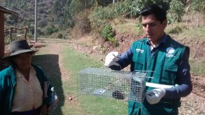 Senasa: Acciones con productores de Andarapa reducen incidencia de roedores
