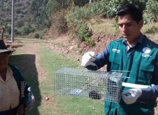 Senasa: Acciones con productores de Andarapa reducen incidencia de roedores