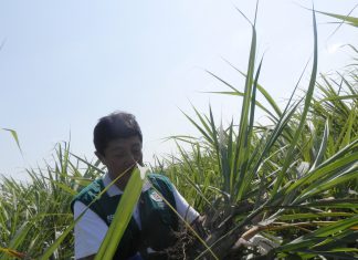 Senasa refuerza vigilancia en cultivos del Valle Chicama