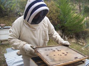 Senasa Cajamarca ejecuta medidas para controlar enfermedades apícolas