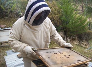 Cajamarca: Senasa refuerza control y prevención de enfermedades apícolas