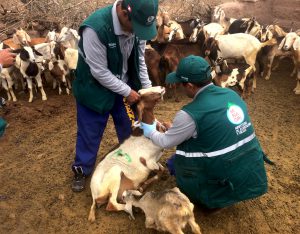 Senasa realiza toma de muestras a ganado caprino en Huancavelica