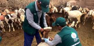 Huancavelica: Pruebas del Senasa determinan que ganado está libre de brucelosis caprina