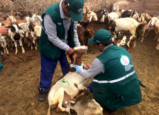 Huancavelica: Pruebas del Senasa determinan que ganado está libre de brucelosis caprina