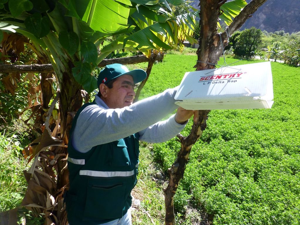 Senasa realiza vigilancia fitosanitaria en Apurímac
