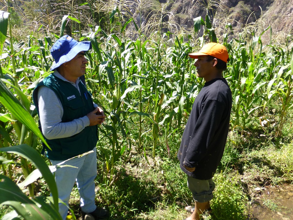 Senasa realiza vigilancia fitosanitaria en Apurímac