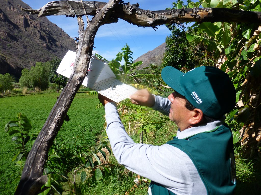 Senasa realiza vigilancia fitosanitaria en Apurímac