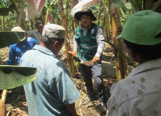 Piura: Senasa ejecuta análisis e identificación de nematodos en el cultivo de banano orgánico