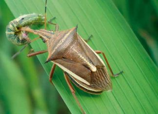 Importancia del Control Biológico de plagas en la agricultura peruana