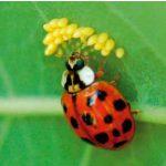 Coccinélido alimentándose de huevos