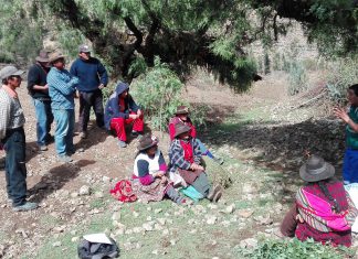 Apurímac: Senasa refuerza Manejo Integrado de Plagas en ECA de comunidad de Chanta