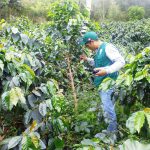 Evaluación de broca del café