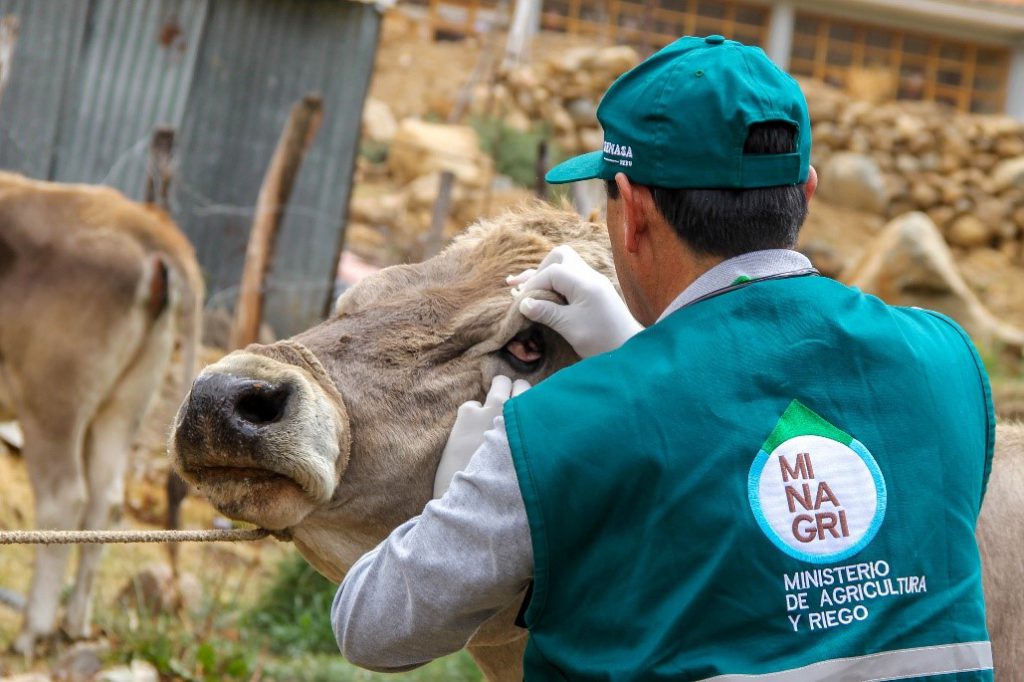 Senasa ejecuta vigilancia epidemiológica en Áncash