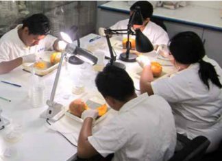 Validación de eficacia del tratamiento cuarentenario de inmersión en agua caliente para el control de infestaciones de Moscas de la fruta en mangos Kent en el Perú