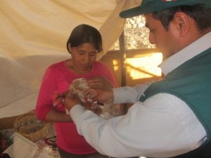 Senasa ejecuta muestreo para descarte de influencia aviar