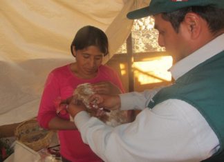 Moquegua: Senasa ejecuta muestreo para descarte de influencia aviar