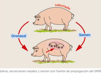 Previniendo contra el Síndrome Respiratorio y Reproductivo Porcino