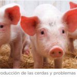 porcino1