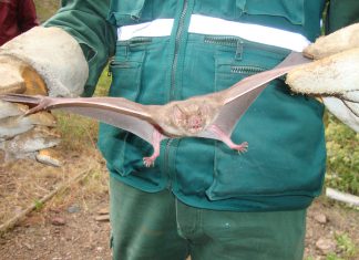 Apurímac: Acciones del Senasa y brigadas reducen incidencia de rabia