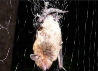 La Rabia: una enfermedad común a varias especies