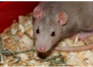 Síntomas y tratamiento de la Leptospirosis en animales