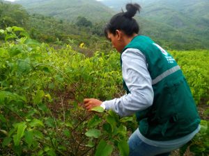 Senasa - prospección de cultivo de Sacha Inchi en San Martín