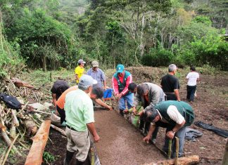 Amazonas: Senasa resalta el Manejo Integrado de Plagas en viveros de café