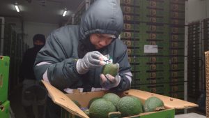 Ica logró exportar más 36 mil toneladas de palta