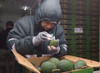 Ica logró exportar más 36 mil toneladas de palta en la última campaña