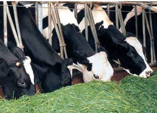 Buenas Prácticas Ganaderas: animales con mayor rentabilidad