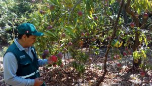 Productores de mango de Cajamarca exportan mango con apoyo del Senasa
