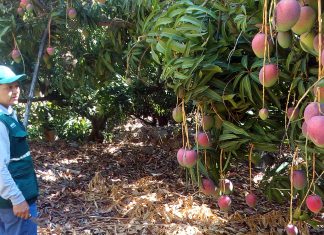 Productores de mango de Cajamarca exportan fruto con apoyo del Senasa