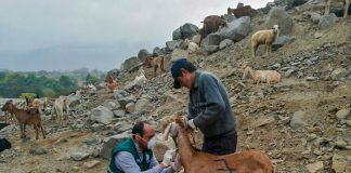 Senasa: campaña de prevención y control de Brucelosis Caprina