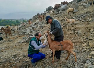 Senasa: campaña de prevención y control de Brucelosis Caprina