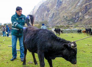 Brucelosis, enfermedad que causa importantes pérdidas en la producción de leche